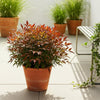 Himmelsbambus ‚Gulfstream' – Nandina domestica – Ansicht 5