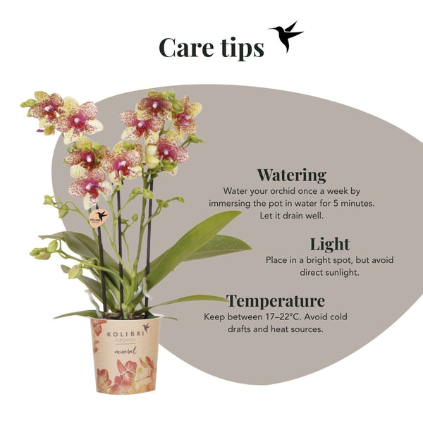 Schmetterlingsorchidee ‚Mineral Grosseto' – Phalaenopsis – Ansicht 8