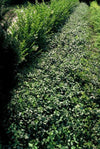Kriechspindel ‚Dart's Blanket' – Euonymus fortunei – Ansicht 3