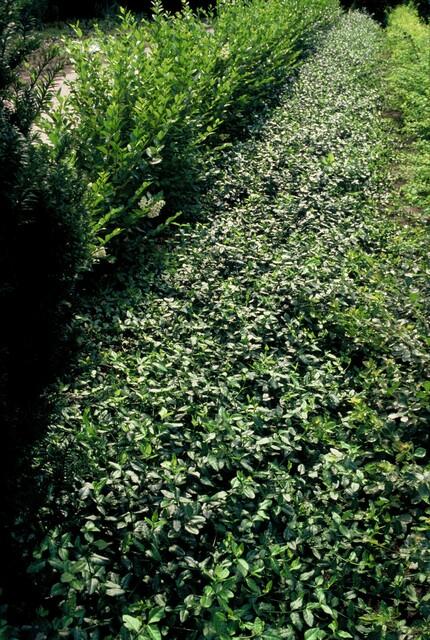 Kriechspindel ‚Dart's Blanket' – Euonymus fortunei – Ansicht 3