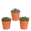 Sukkulenten-Set „Echeverie-Mischung“ – 3 Echeveria – Ansicht 7