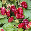 Loganbeere ‚Thornless' – Rubus loganobaccus – Ansicht 5