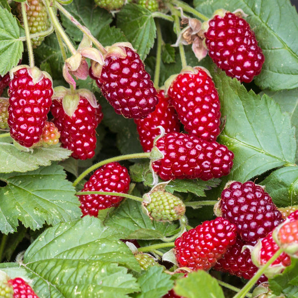 Loganbeere ‚Thornless' – Rubus loganobaccus – Ansicht 5