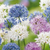 Zierlauch ‚Buzzing Beauties' – Allium – 30 Stück