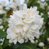 Bauernjasmin ‚Snowbelle' – Philadelphus – Ansicht 4
