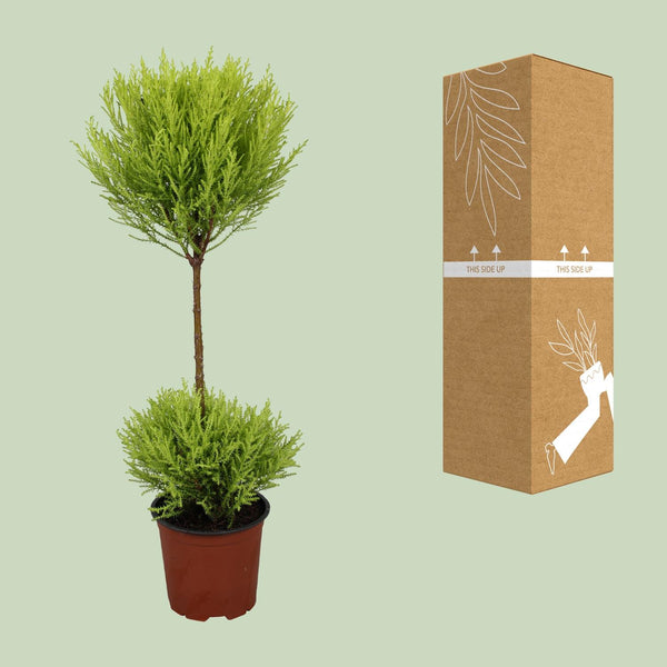 Zitronenzypresse ‚Goldcrest Wilma' – Cupressus macrocarpa – Ansicht 3