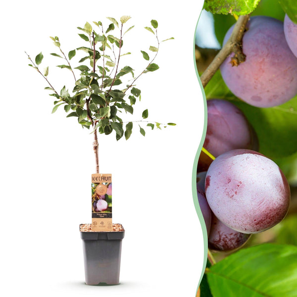 Pflaumenbaum ‚Opal' – Prunus domestica