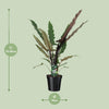 Alocasia lauterbachiana – Ansicht 2