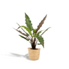 Alocasia lauterbachiana