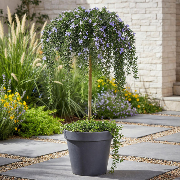 Kriechender Rosmarin ‚Prostratus' – Rosmarinus officinalis – Ansicht 5