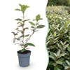 Ölweide ‚Compacta' – Elaeagnus × ebbingei – Ansicht 3