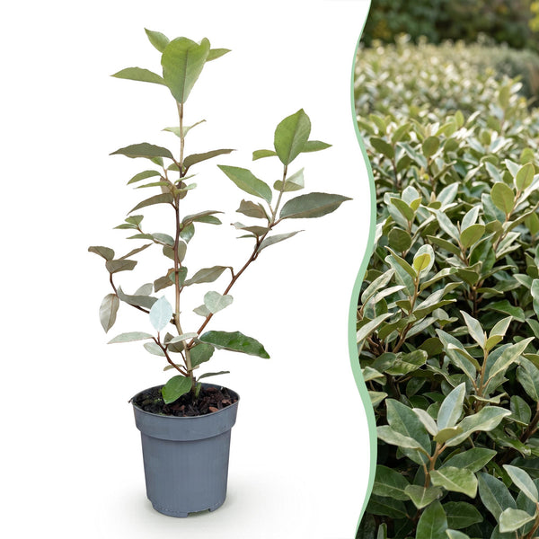 Ölweide ‚Compacta' – Elaeagnus × ebbingei – Ansicht 3