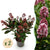 Skimmie ‚Rubella' – Skimmia japonica – Ø 10,5 cm · 25 cm, rot