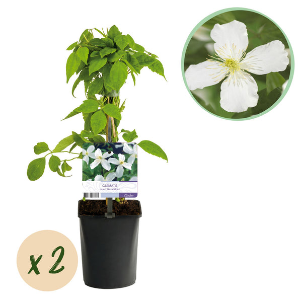 Berg-Waldrebe ‚Grandiflora' – Clematis montana – Ø 11 cm · 40 cm, Weiß, 2 Stück