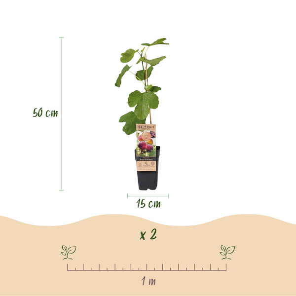Feige ‚Rouge de Bordeaux' – Ficus carica – Ansicht 3