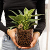 Philodendron ‚White Measure' – Ansicht 4