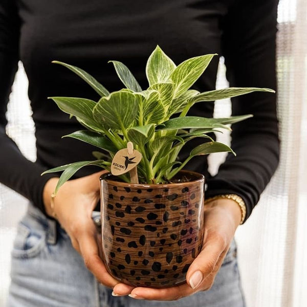 Philodendron ‚White Measure' – Ansicht 4