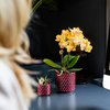 Schmetterlingsorchidee ‚Blossom Lima' – Phalaenopsis – Ansicht 14