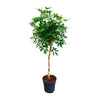 Strahlenaralie-Stämmchen – Schefflera arboricola – Ø 30 cm · 170 cm