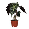 Pfeilblatt ‚Polly' – Alocasia amazonica – Ø 12 cm · 30 cm