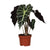 Pfeilblatt ‚Polly' – Alocasia amazonica – Ø 12 cm · 30 cm