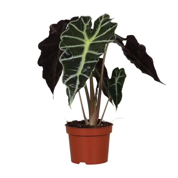 Pfeilblatt ‚Polly' – Alocasia amazonica – Ø 12 cm · 30 cm