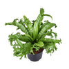 Nestfarn ‚Crissie' – Asplenium nidus