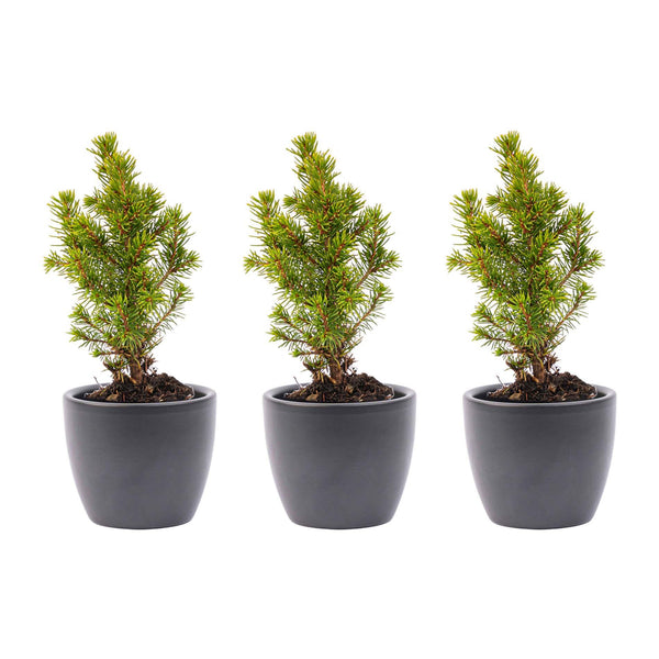Mini-Weihnachtsbaum mit Topf Boule