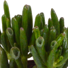 Sukkulenten-Set „Crassula-Mischung“ – 3 Crassula – Ansicht 4