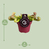 Schlauchpflanze – Sarracenia psittacina – Ansicht 2