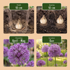 Blumenzwiebel-Set „Bulb Garden Allium" – Zierlauch-Mischung – Ansicht 4