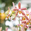 Schmetterlingsorchidee ‚Diamond Spider‘ – Phalaenopsis – Ansicht 4