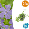 Kleines Immergrün ‚La Grave' – Vinca minor