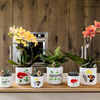 Schmetterlingsorchidee ‚Blossom Lima' – Phalaenopsis – Ansicht 10