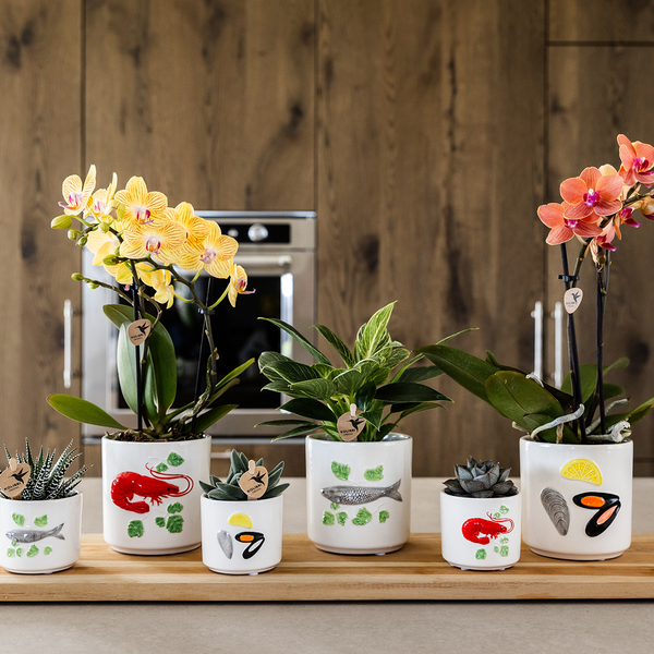 Schmetterlingsorchidee ‚Blossom Lima' – Phalaenopsis – Ansicht 10