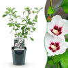 Garteneibisch ‚Hamabo' – Hibiscus syriacus – Hellrosa