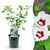 Garteneibisch ‚Hamabo' – Hibiscus syriacus – Hellrosa