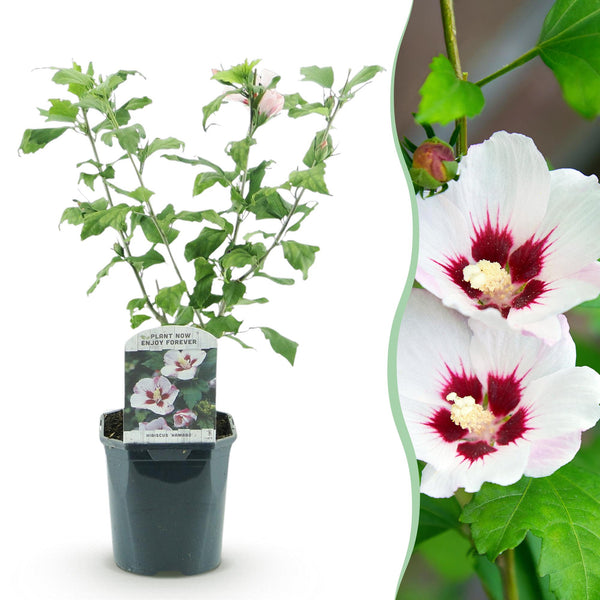 Garteneibisch ‚Hamabo' – Hibiscus syriacus – Hellrosa