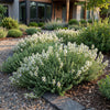 Kriech-Thymian ‚Albiflorus' – Thymus praecox – Ansicht 6