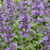 Katzenminze ‚Neptune' – Nepeta nervosa – Ansicht 5