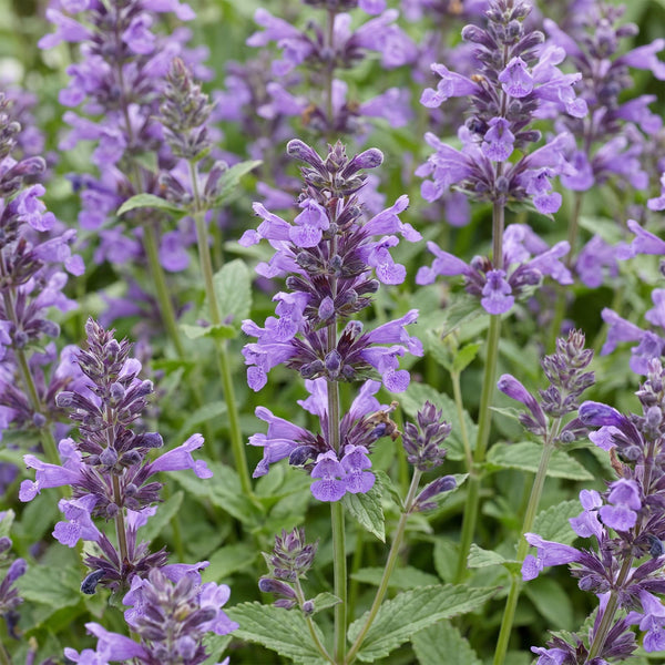 Katzenminze ‚Neptune' – Nepeta nervosa – Ansicht 5