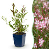 Prachtkerze ‚Rosyjane' – Gaura lindheimeri