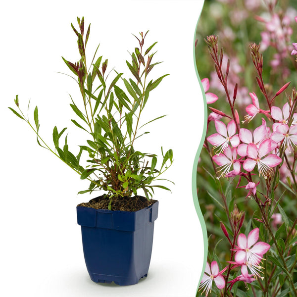 Prachtkerze ‚Rosyjane' – Gaura lindheimeri