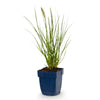 Lampenputzergras ‚Little Bunny' – Pennisetum alopecuroides – Ansicht 2