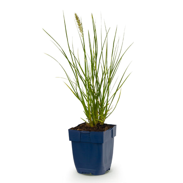 Lampenputzergras ‚Little Bunny' – Pennisetum alopecuroides – Ansicht 2