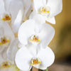 Schmetterlingsorchidee ‚Niagara Fall White' – Phalaenopsis – Ansicht 2