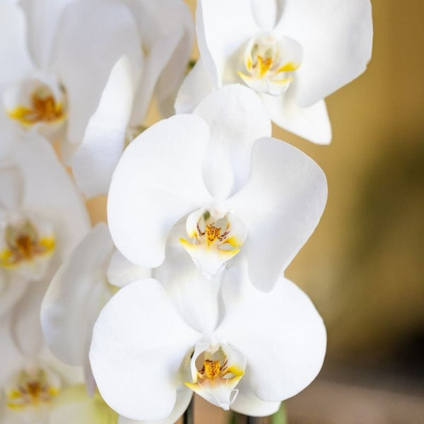 Schmetterlingsorchidee ‚Niagara Fall White' – Phalaenopsis – Ansicht 2