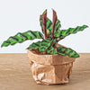 Terrarium-Set „Calathea“ – Pfeilwurz mit Start- und Nachfüllpaket