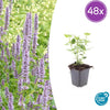 Duftnessel ‚Blue Fortune' – Agastache