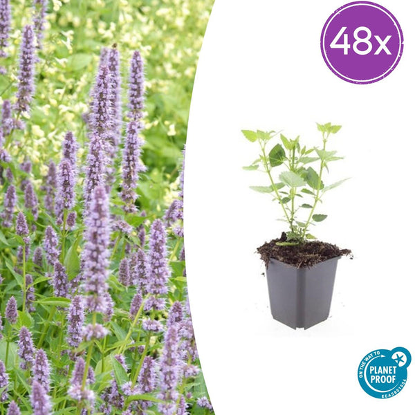 Duftnessel ‚Blue Fortune' – Agastache